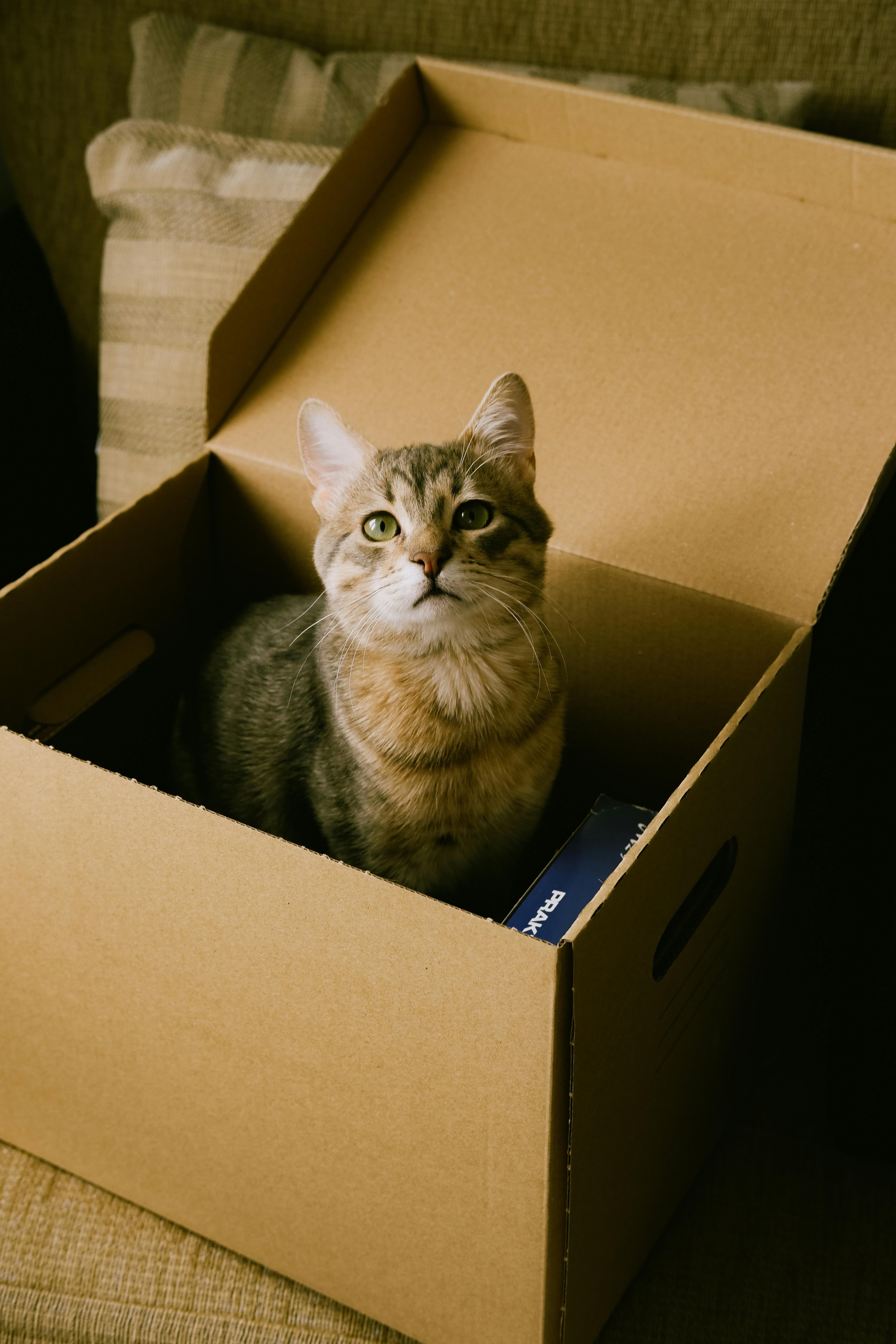 Pro-pet moving marketplace